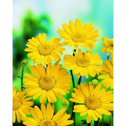 Picture of Marigold Corn (Chrysanthemum segetum)